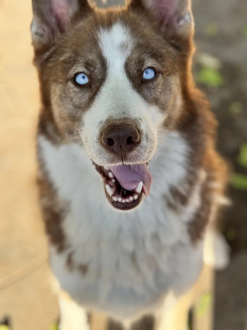 An adult large-sized female Siberian Husky dog named Meadow for adoption in Burbank, CA