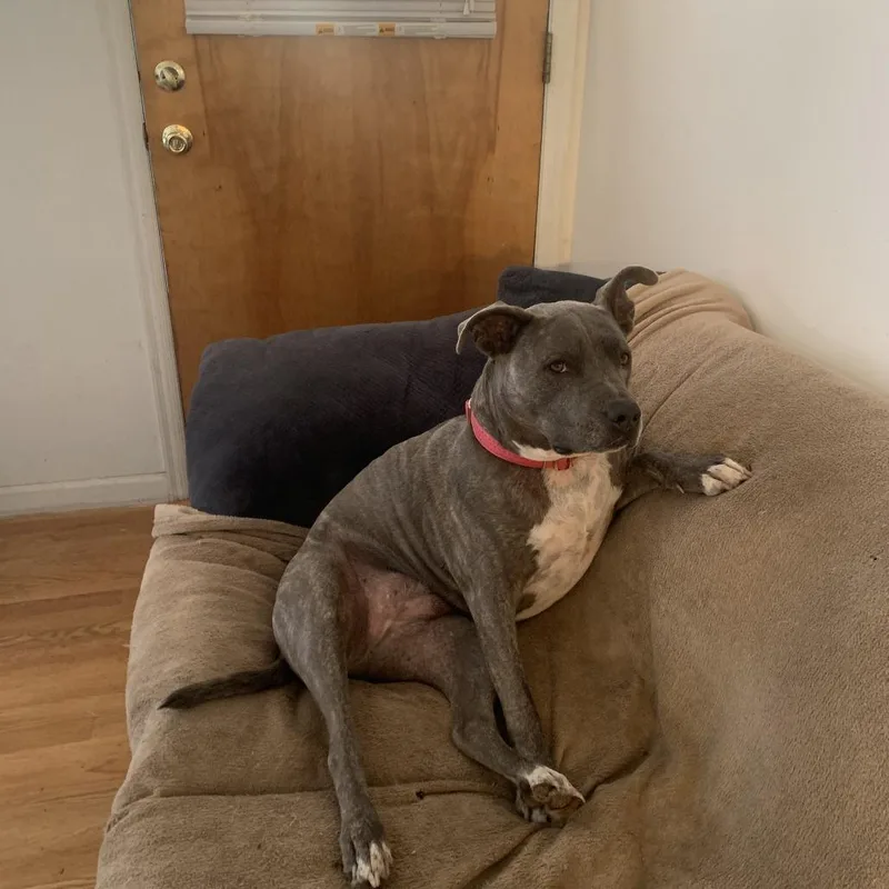 An adult small-sized female English Bulldog dog named Piper for adoption in Lynchburg, VA
