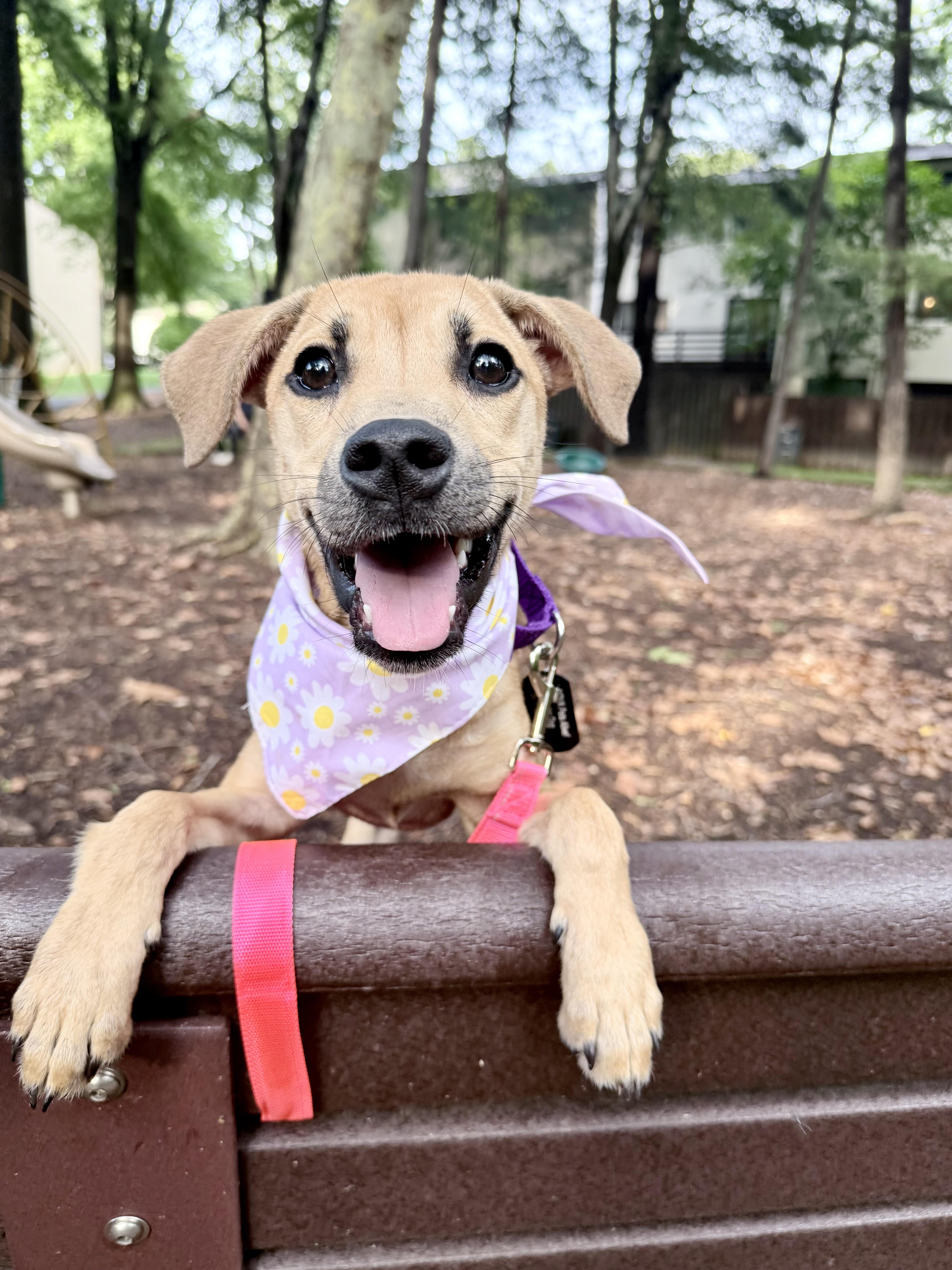 A young small-sized female Yellow / Tan / Blond / Fawn Feist dog named Tink for adoption in Fairfax, VA