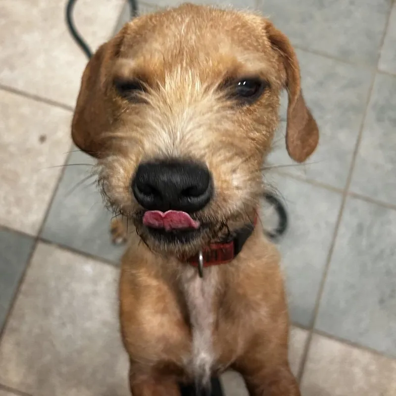 An adult small-sized male Yellow / Tan / Blond / Fawn Mixed Breed dog named Frankenweenie for adoption in Chattanooga, TN