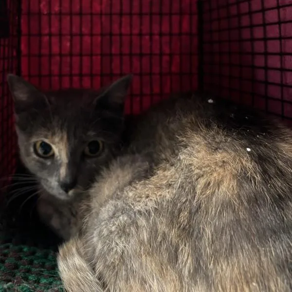 A young small-sized female Domestic Short Hair cat named Monarch Bonded With for adoption in Des Moines, IA