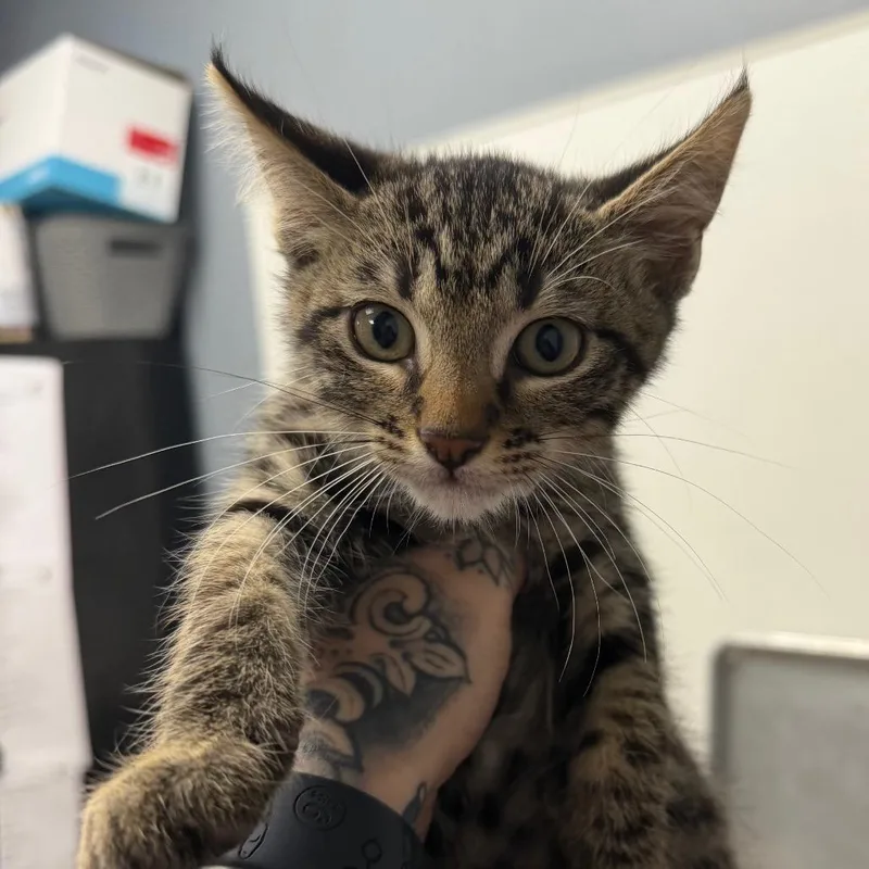 A baby small-sized male Brown / Chocolate Domestic Short Hair cat named Reese for adoption in Birmingham, AL