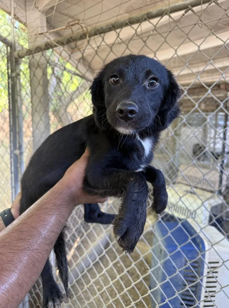 A baby small-sized female Tricolor (Brown, Black, & White) Terrier dog named Ophelia for adoption in Manhattan, NY