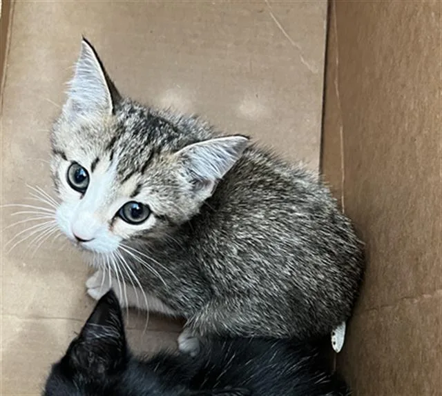A baby medium-sized female Domestic Medium Hair cat named Lila for adoption in Dallas, TX