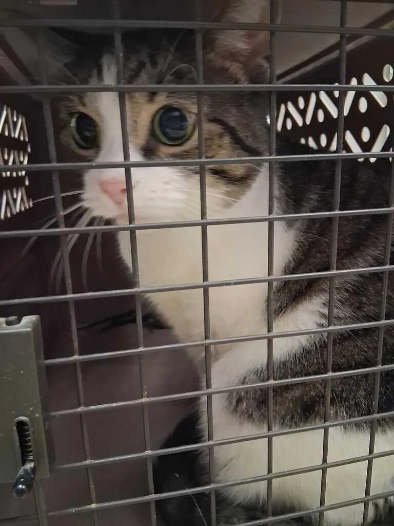 An adult medium-sized female Tabby (Gray / Blue / Silver) Domestic Short Hair cat named Gypsum for adoption in Cincinnati, OH