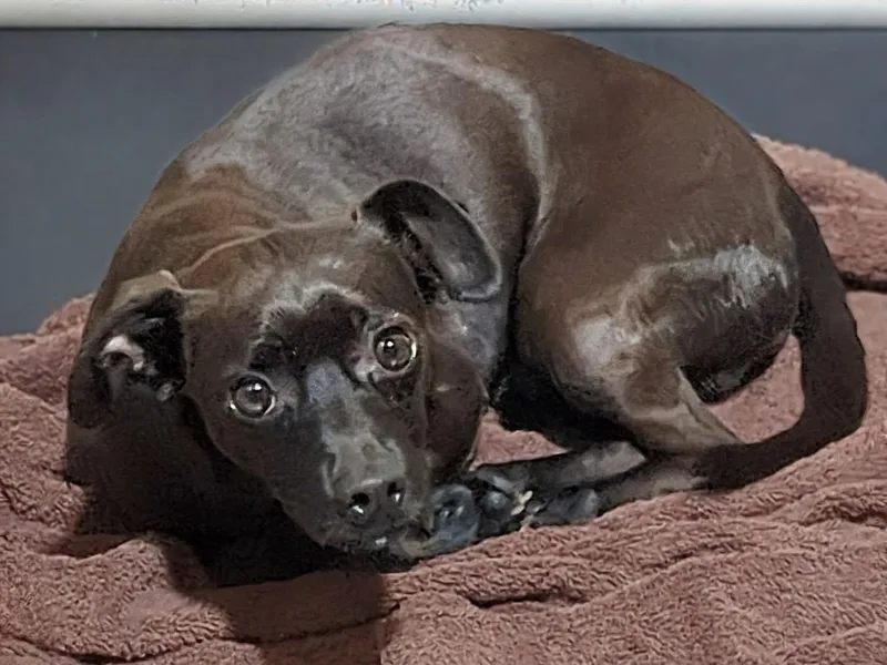 An adult small-sized male Black Chihuahua dog named Jackl for adoption in Jackson, GA
