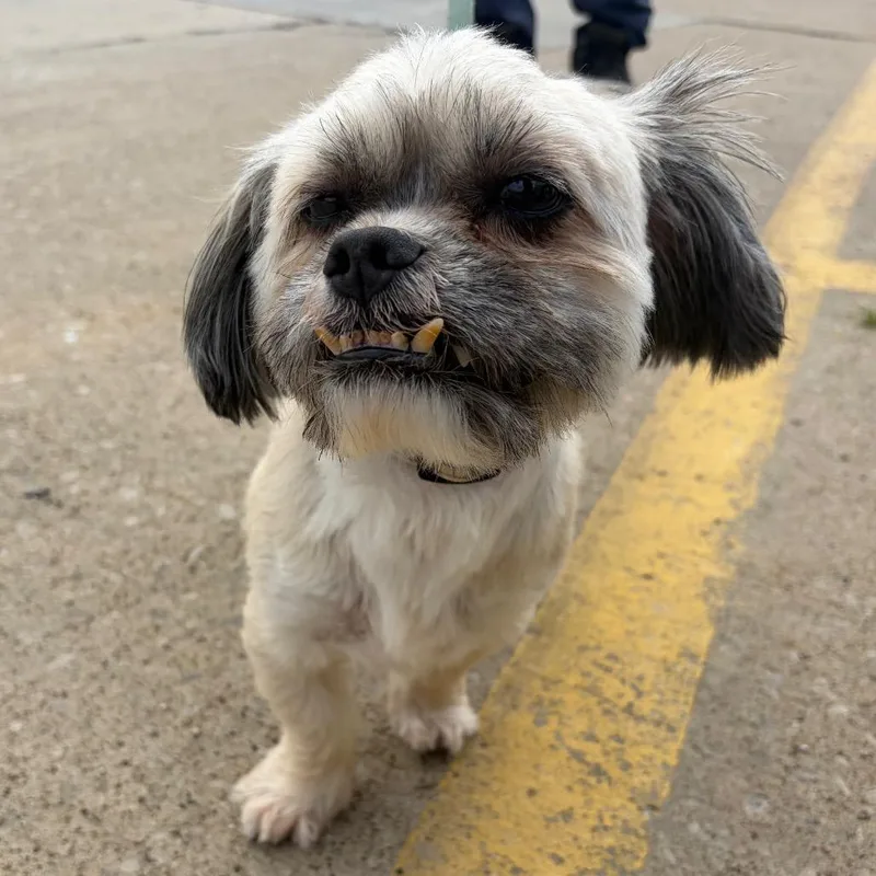 A senior small-sized male Yellow / Tan / Blond / Fawn Mixed Breed dog named Bigglesworth for adoption in Mentor, OH