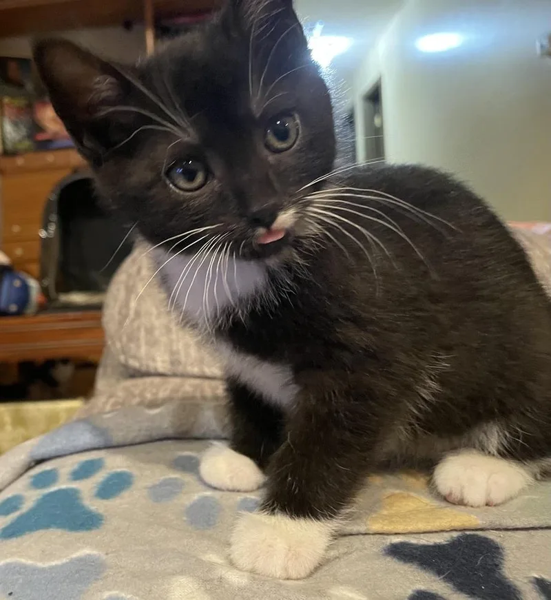 A baby small-sized female Black & White / Tuxedo Domestic Short Hair cat named Boomer for adoption in Evansville, IN
