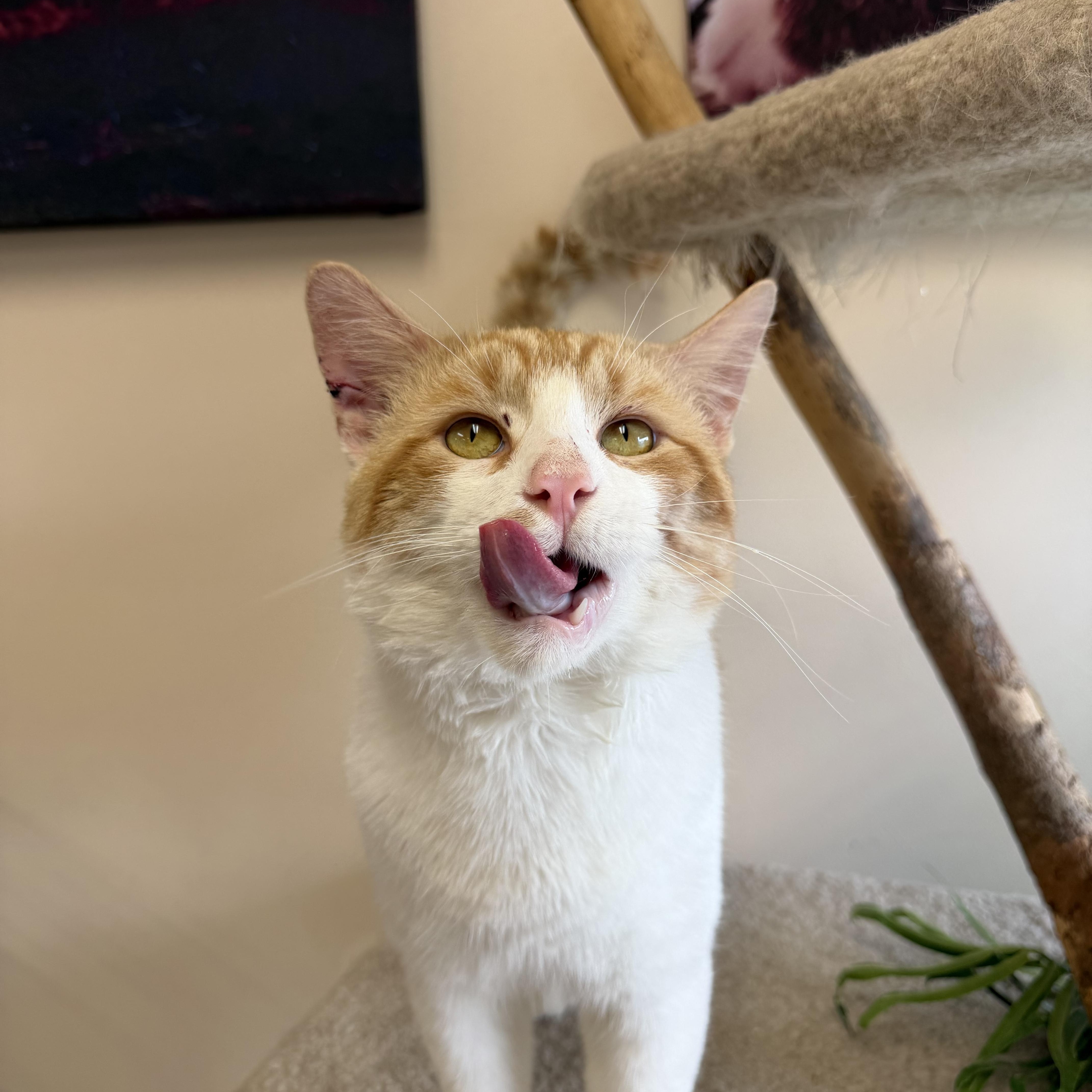 A young medium-sized male Orange & White Domestic Short Hair cat named Clyde for adoption in Madison, WI