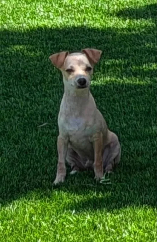 A baby small-sized male Apricot / Beige Mixed Breed dog named Cyprus for adoption in Chino valley, AZ