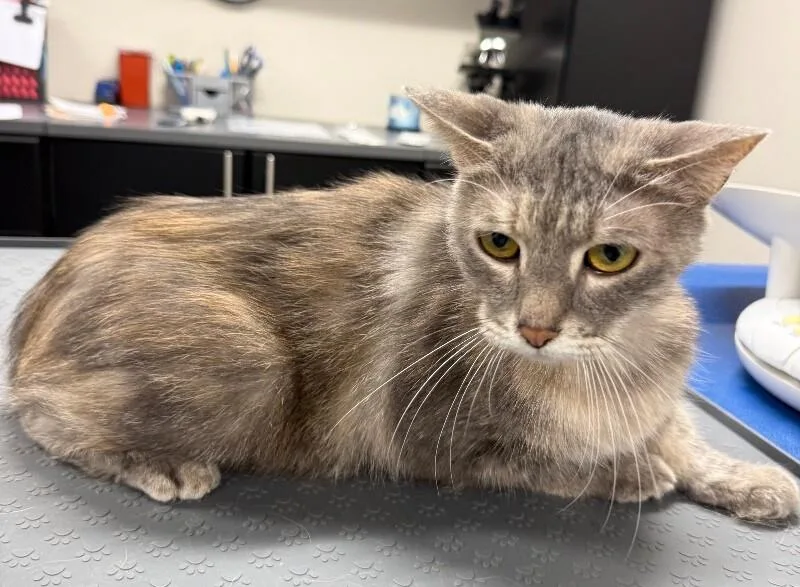 An adult medium-sized female Domestic Short Hair cat named Grey for adoption in Yankton, SD