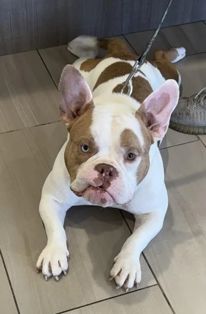 An adult small-sized male Mixed Breed dog named Charlie for adoption in Daytona Beach, FL