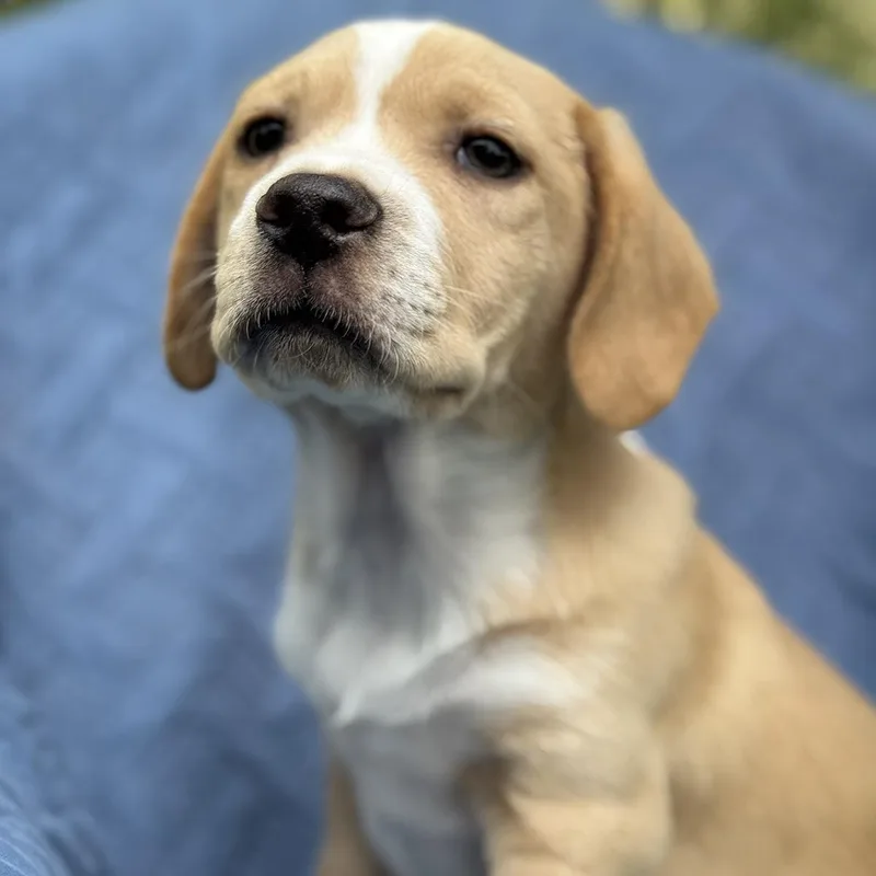 A baby medium-sized male Spaniel dog named Cheers Pup  Woody for adoption in San Diego, CA