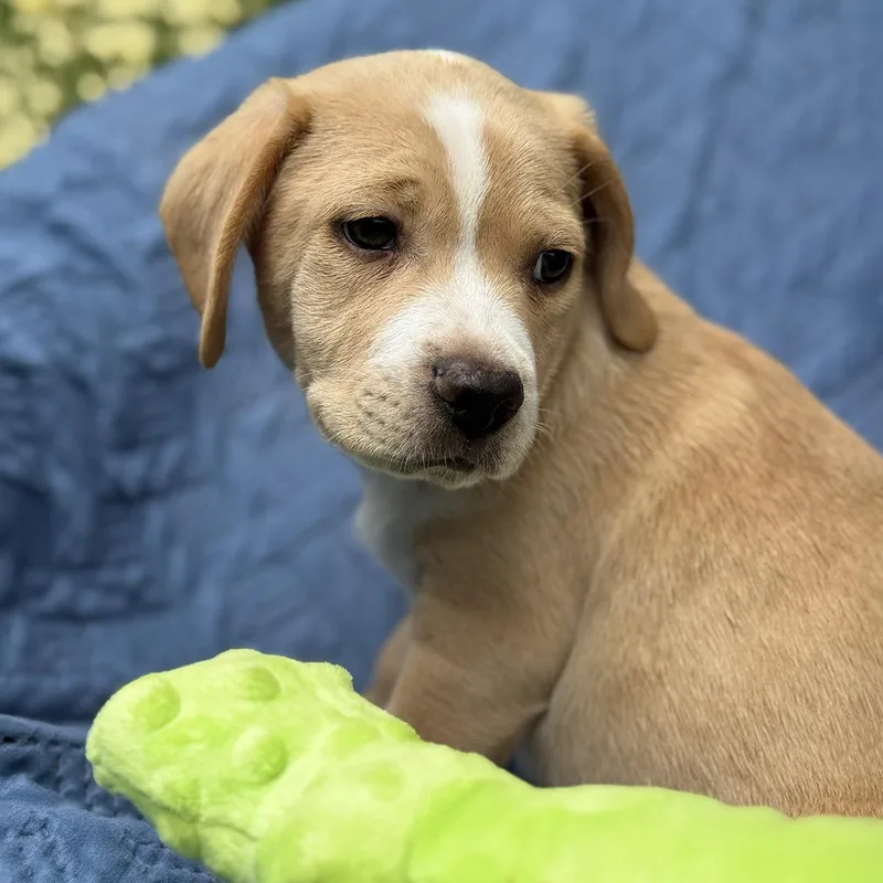 Cheers Pup  Woody thumbnail 2