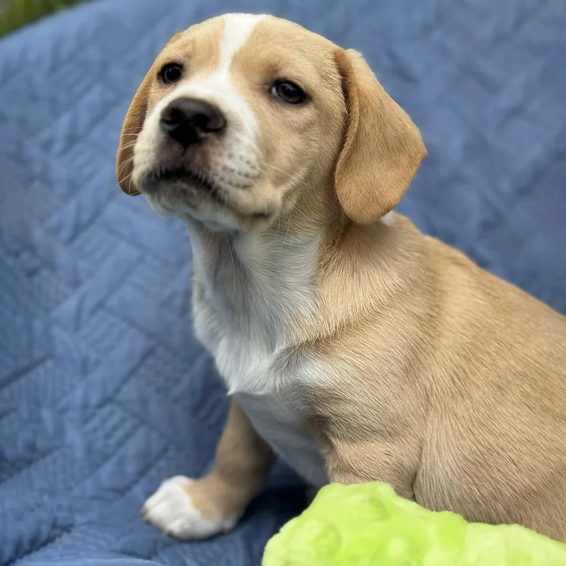 Cheers Pup  Woody thumbnail 3
