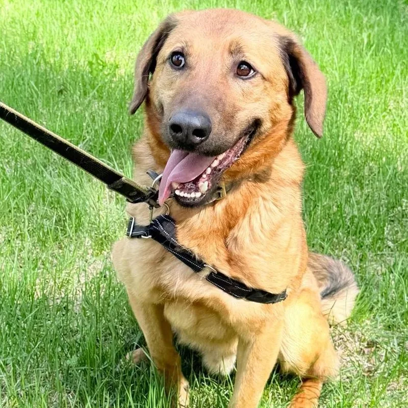 A young large-sized male Red / Chestnut / Orange Shepherd dog named Frodo for adoption in Morristown, NJ