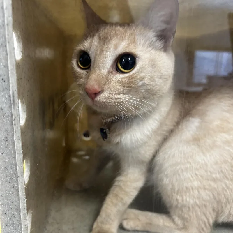 A young small-sized female Orange / Red Domestic Short Hair cat named Sapphire for adoption in Philadelphia, PA