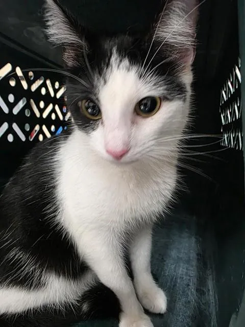 A young small-sized female Domestic Short Hair cat named Betty for adoption in Aliquippa, PA