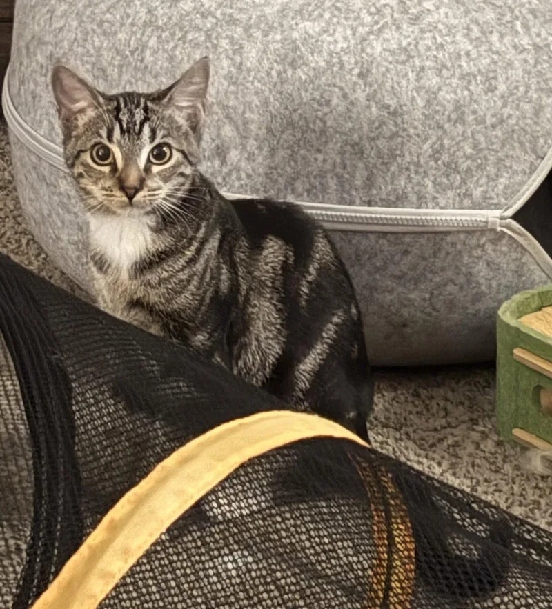 A young medium-sized female Domestic Short Hair cat named Waffles for adoption in Phoenix, AZ