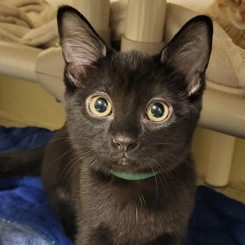 A baby medium-sized female Black Domestic Short Hair cat named Zesty for adoption in Grayslake, IL