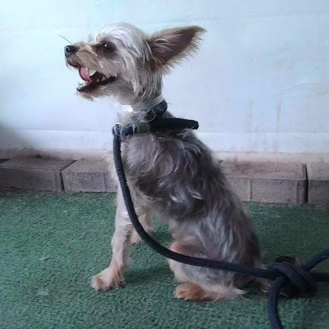A young small-sized male Gray / Blue / Silver Yorkshire Terrier dog named A for adoption in San Gabriel, CA