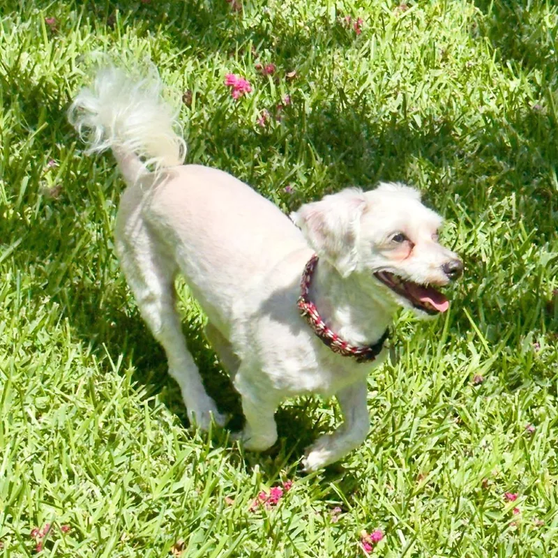 Mochi