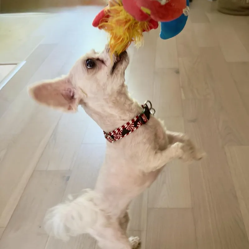 Mochi thumbnail 2