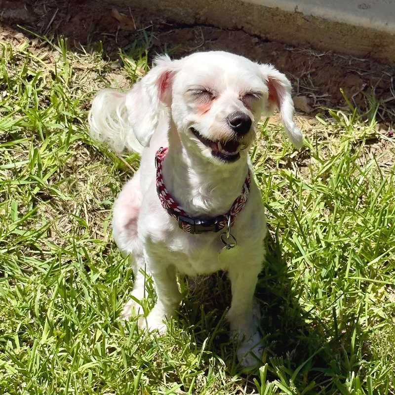 Mochi thumbnail 3
