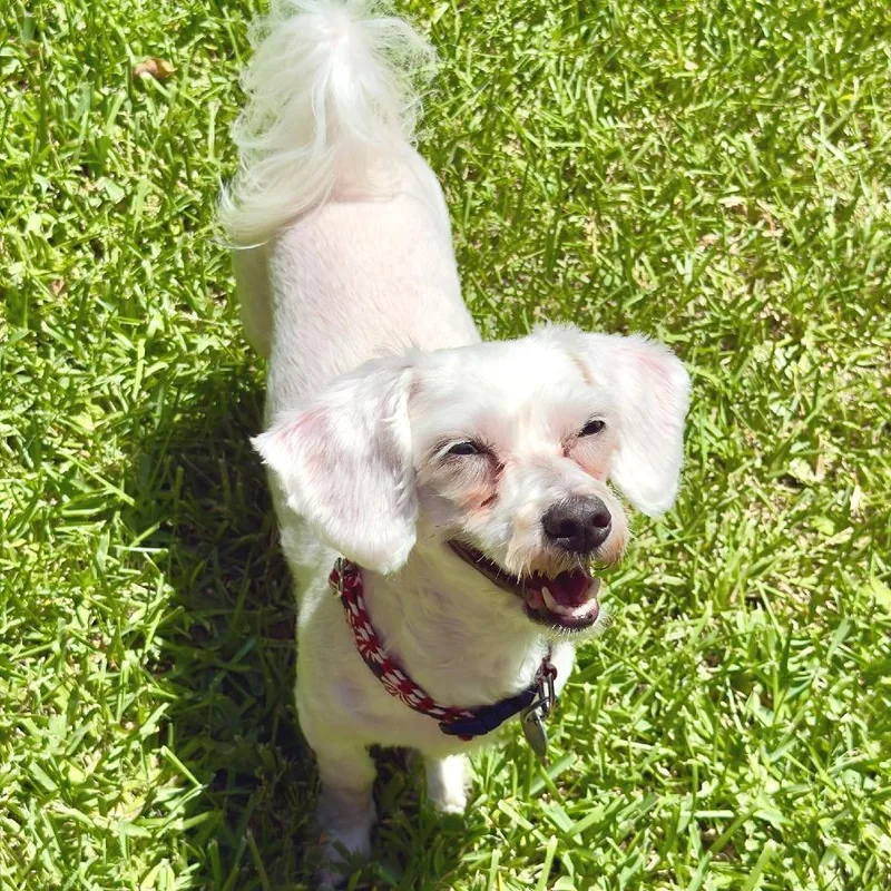 Mochi thumbnail 5