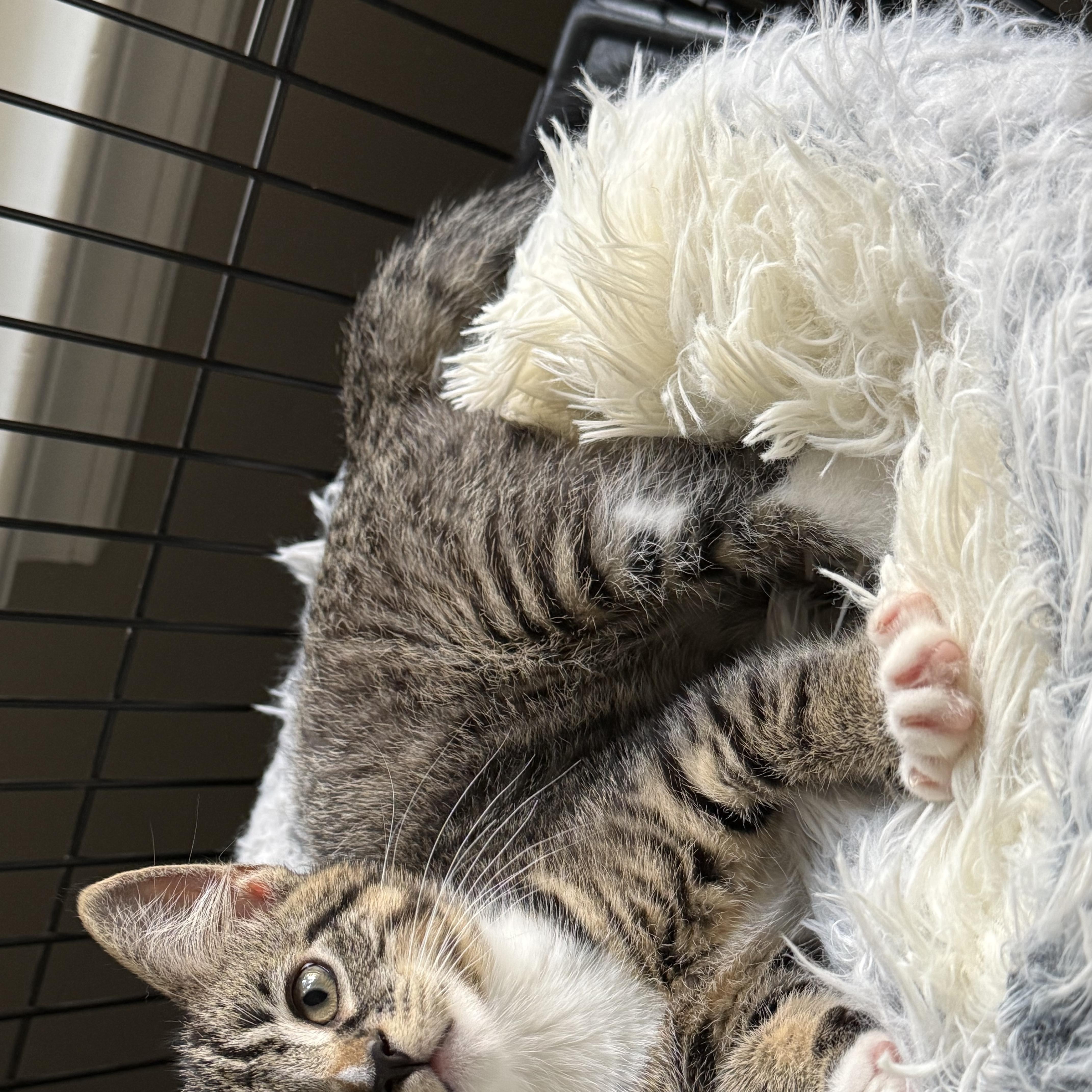 A baby medium-sized female Domestic Short Hair cat named Finch & Sparrow for adoption in Hamilton, NJ