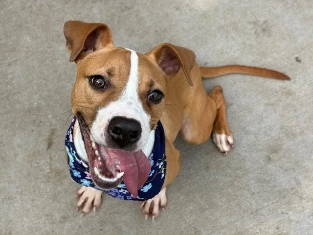 A young small-sized male Pit Bull Terrier dog named Max for adoption in Tulsa, OK
