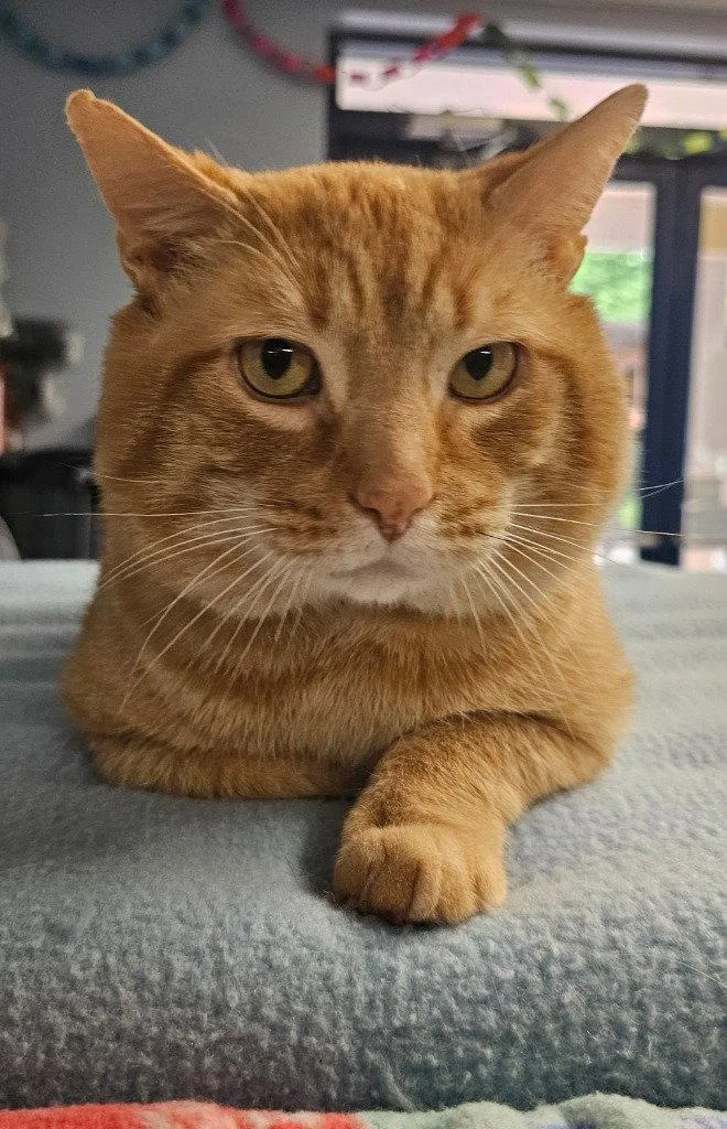 An adult large-sized male Orange / Red Domestic Short Hair cat named Milo for adoption in Lovingston, VA