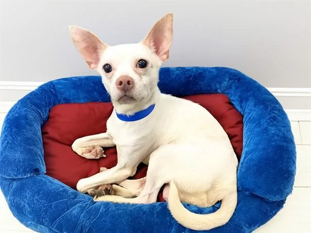 An adult medium-sized male Chihuahua dog named Roscoe for adoption in Fort Lauderdale, FL
