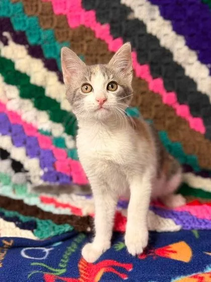 A baby small-sized female Domestic Short Hair cat named Chai for adoption in Visalia, CA