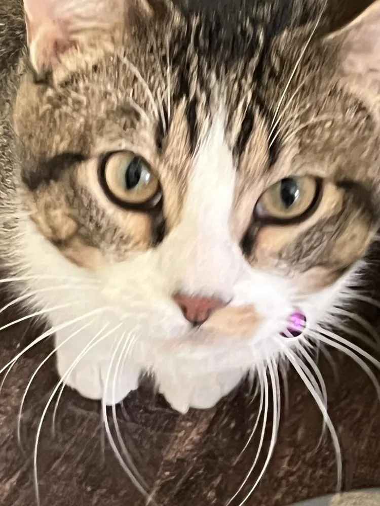 An adult small-sized male Domestic Short Hair cat named Maddox for adoption in Palatine, IL