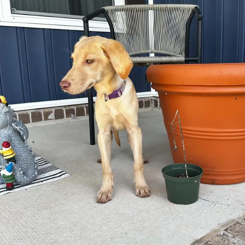 A baby small-sized female Yellow Labrador Retriever dog named Cocoa for adoption in Enterprise, AL