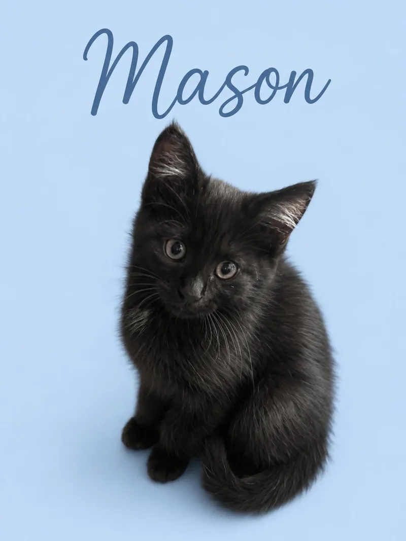 Mason Wmaizee