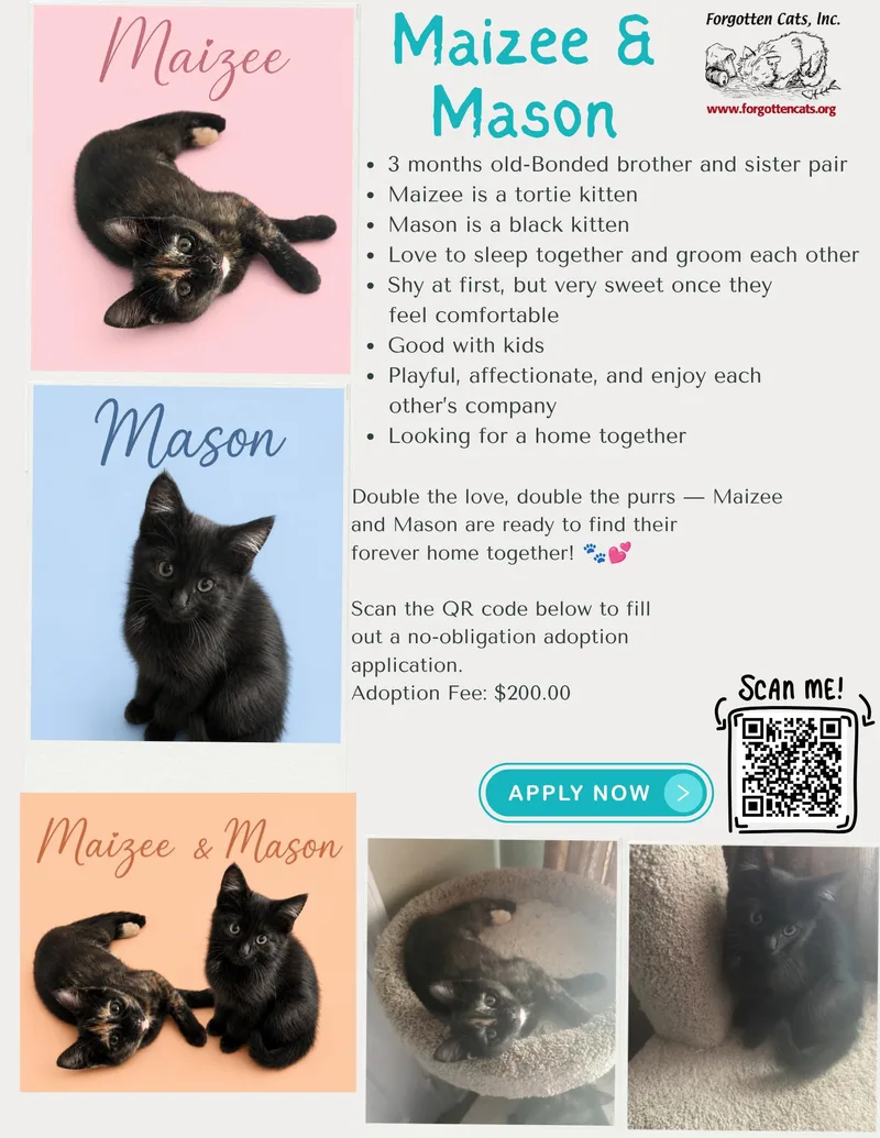 Mason Wmaizee   thumbnail 3