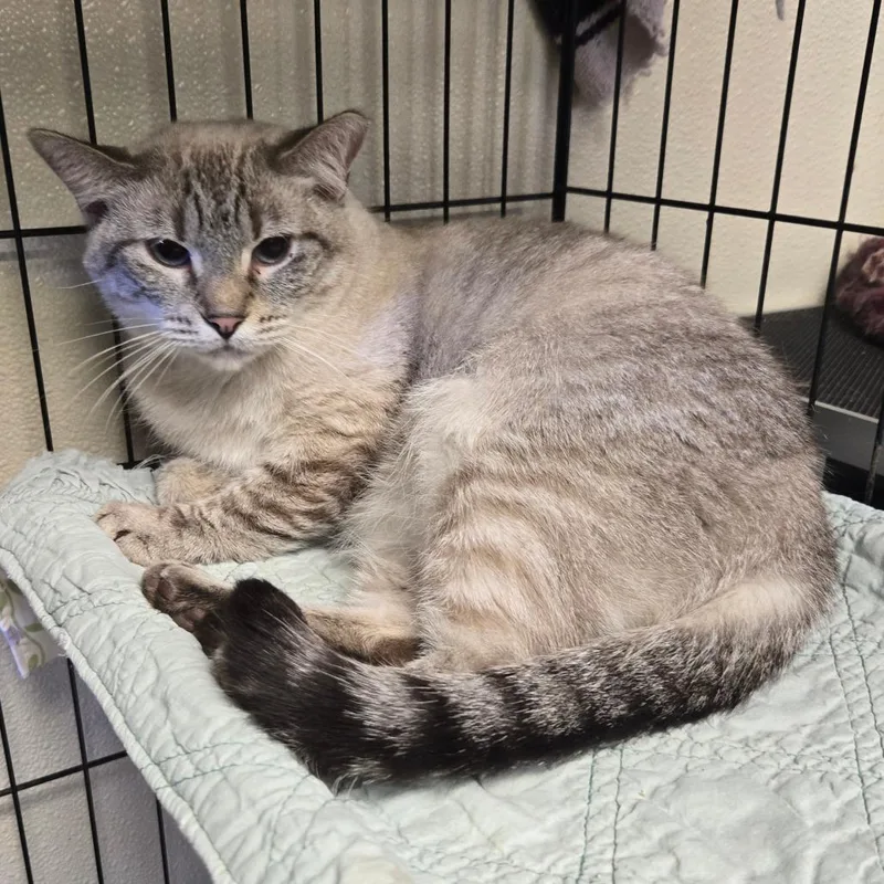 An adult medium-sized female Siamese cat named Bubbles for adoption in Pennsville, NJ