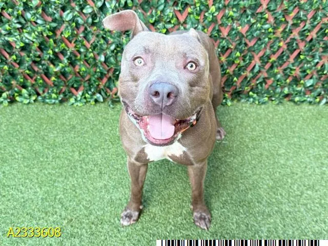 An adult medium-sized male Mixed Breed dog named Raymond for adoption in West Palm Beach, FL