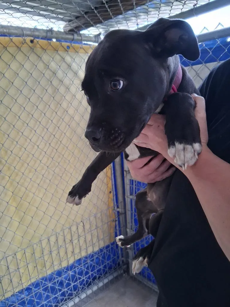 A young small-sized male Pit Bull Terrier dog named Sarah Silverman for adoption in Brownwood, TX