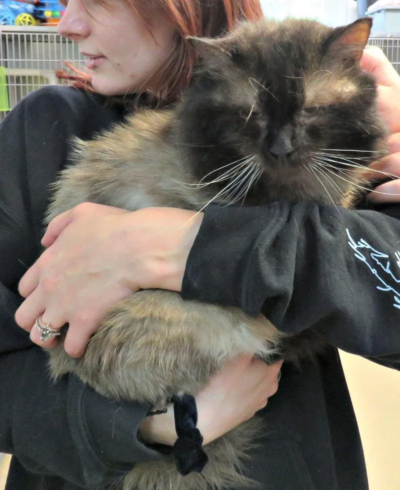 An adult medium-sized male Domestic Medium Hair cat named Lennox for adoption in Herndon, VA