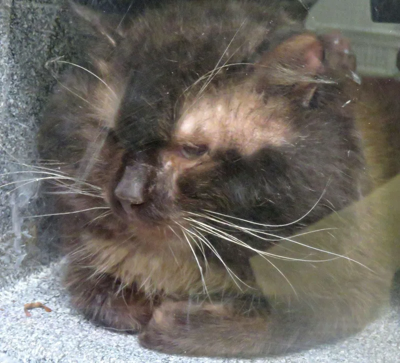 Lennox thumbnail 2