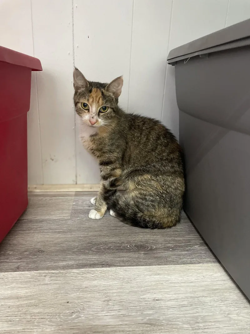 A young medium-sized female Domestic Short Hair cat named Arissa for adoption in Trenton, NJ