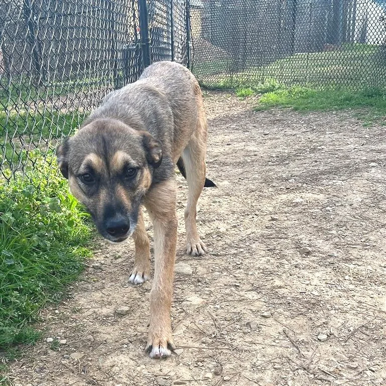 A young medium-sized female Yellow / Tan / Blond / Fawn Mixed Breed dog named Dairy Queen for adoption in Chattanooga, TN
