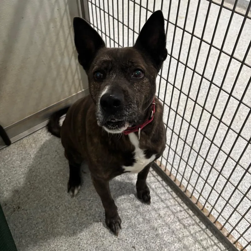 A senior medium-sized male Brindle Mixed Breed dog named Ralph for adoption in Pineville, MO