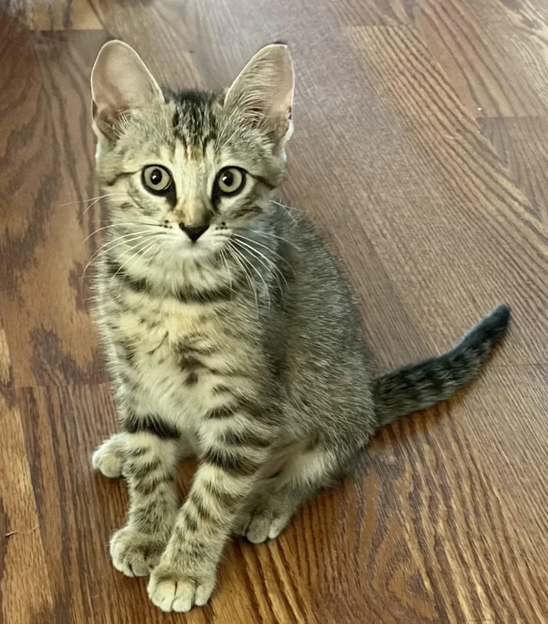 A baby medium-sized female Tabby (Brown / Chocolate) Domestic Short Hair cat named Minty Indoor Only for adoption in Stockton, CA