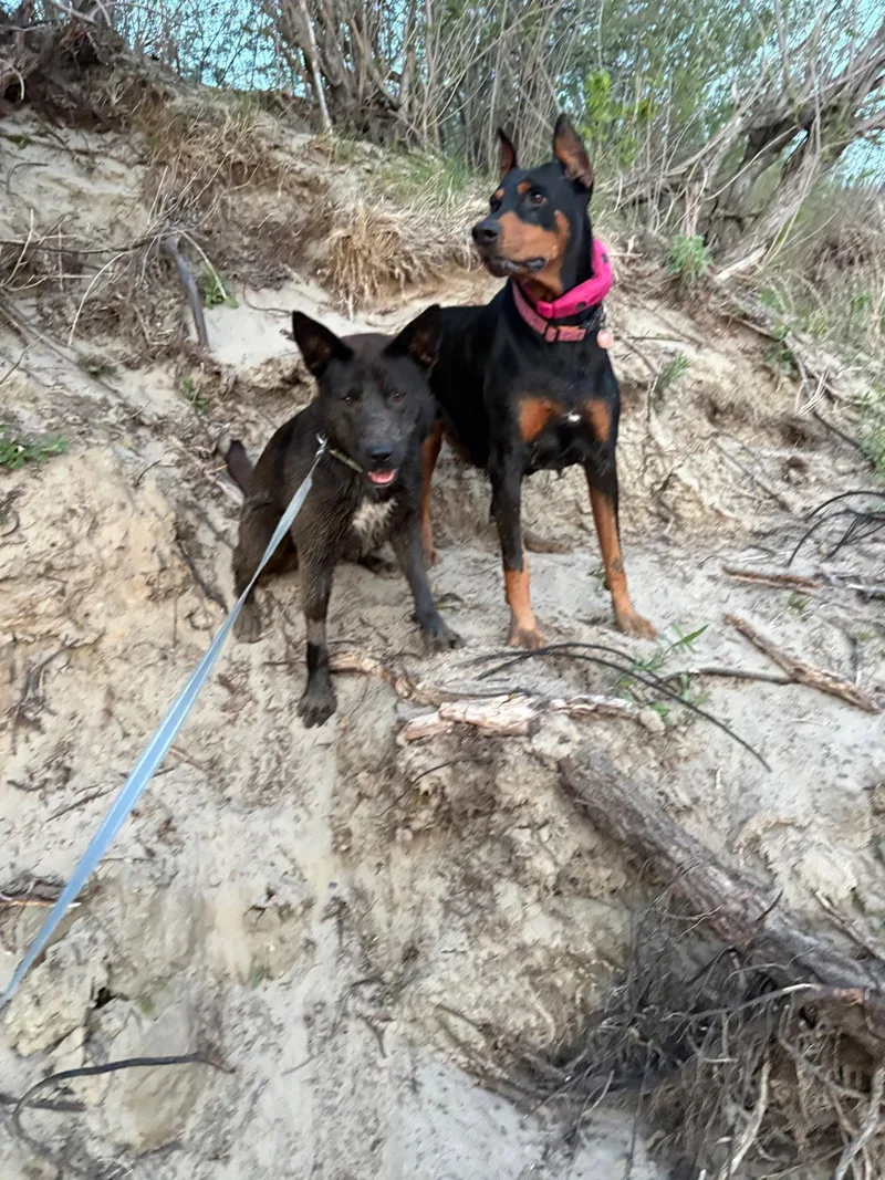 An adult large-sized female Doberman Pinscher dog named Journey for adoption in Buffalo, MN