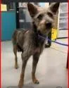 A young medium-sized female Wirehaired Terrier dog named Willowmina for adoption in West Bloomfield, MI