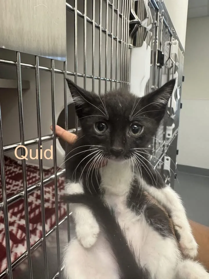 A baby medium-sized male Black & White / Tuxedo Domestic Short Hair cat named Quid for adoption in Hilton Head Island, SC
